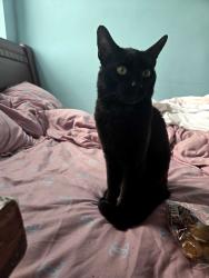 Lost Male Cat last seen Ocean Parkway& Kings Hyw, Brooklyn, NY 11223