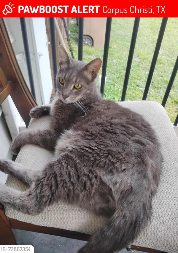 Lost Male Cat last seen Cole park at the pier, Corpus Christi, TX 78412