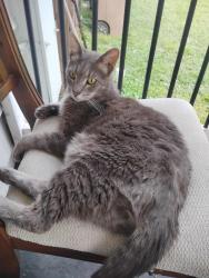Lost Male Cat last seen Cole park at the pier, Corpus Christi, TX 78412