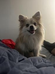 Lost Female Dog last seen 38th street , Indianapolis, IN 46254