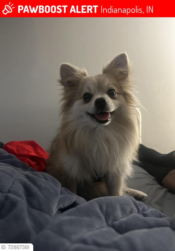Lost Female Dog last seen 38th street , Indianapolis, IN 46254