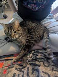 Found/Stray Unknown Cat last seen E Bavarian Pass & Innsbruck Drive, Fridley, MN 55432