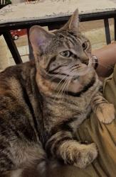 Lost Female Cat last seen 25th St and Anchovy, Los Angeles, CA 90732