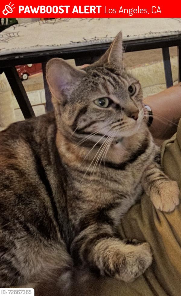 Lost Female Cat last seen 25th St and Anchovy, Los Angeles, CA 90732