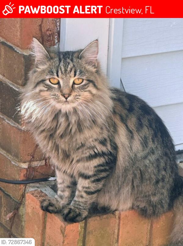 Lost Female Cat last seen Near mcarther street , Crestview, FL 32539