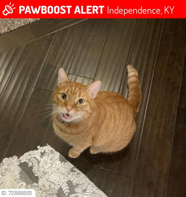Lost Male Cat last seen Bentwood Dr, Clearchase Crossing , Independence, KY 41051