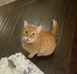 Lost Male Cat last seen Bentwood Dr, Clearchase Crossing , Independence, KY 41051