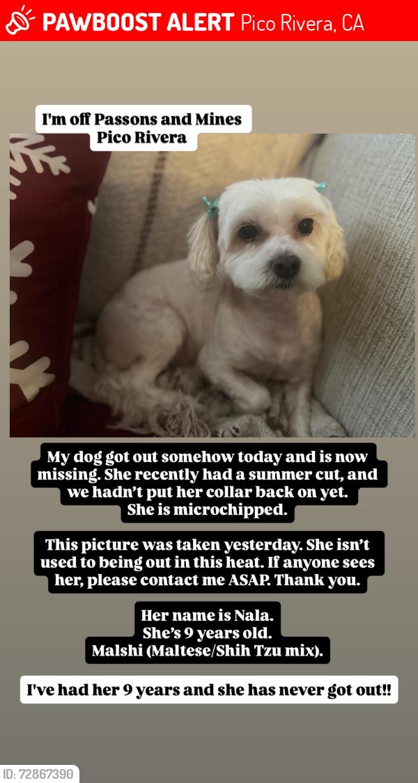 Lost Female Dog last seen Passons, Pico Rivera, CA 90660