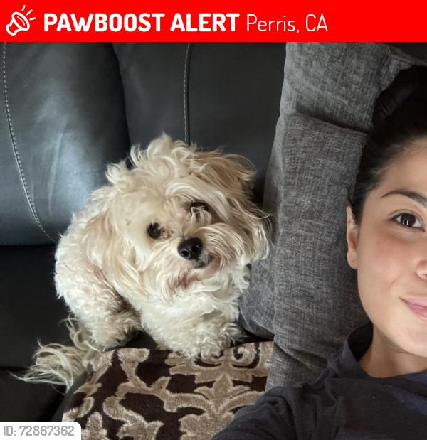 Lost Male Dog last seen Romona & Webster near chevron gas station , Perris, CA 92571
