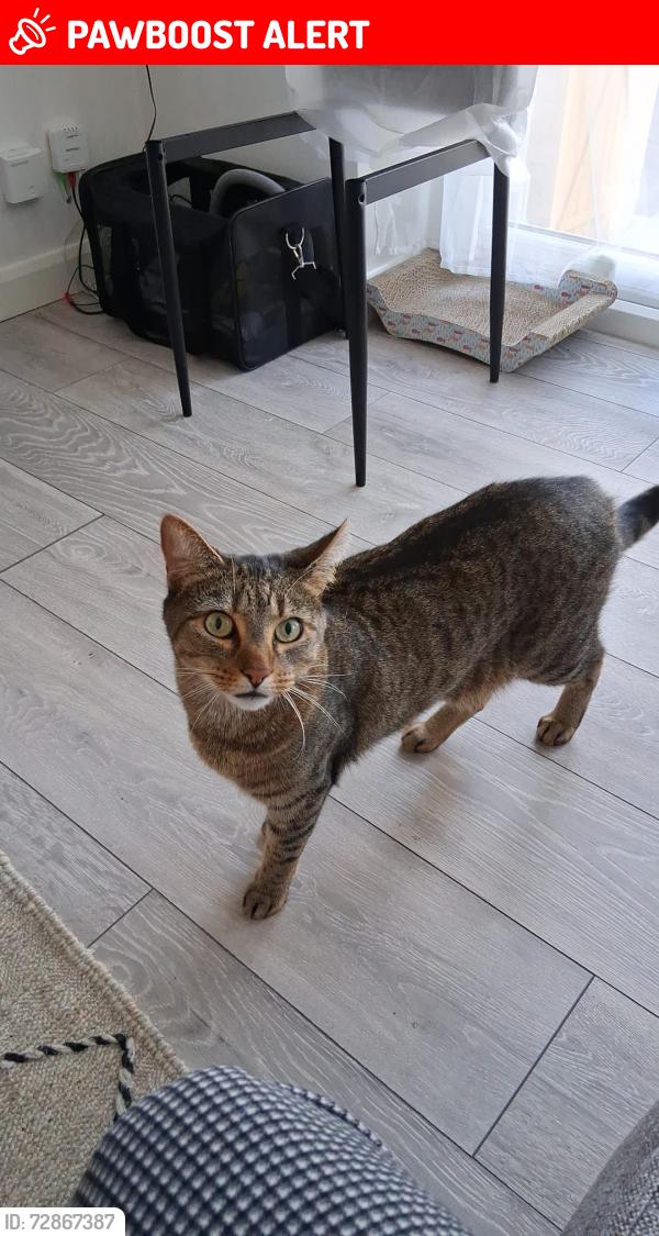 Lost Male Cat last seen Parkview Road, UB8, Greater London, England UB8 3LS