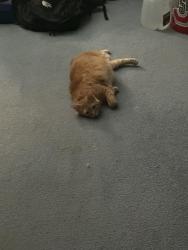Reunited Male Cat last seen Octavia and chase , Chicago, IL 60631