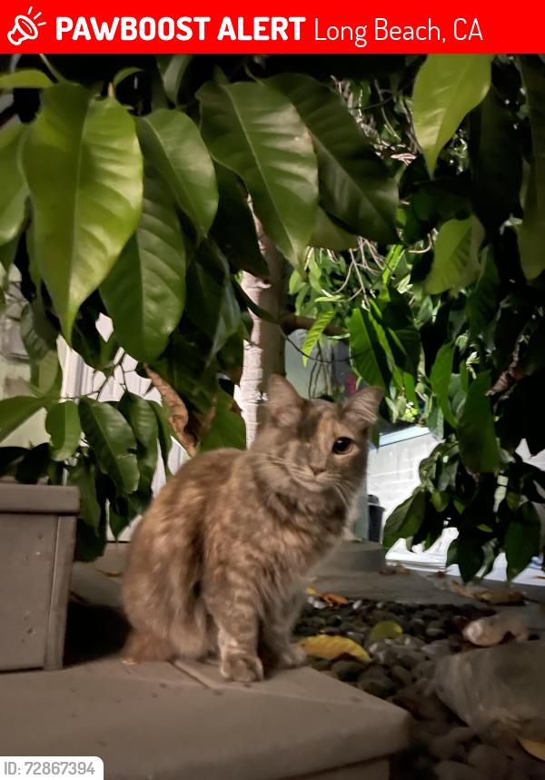 Lost Female Cat last seen Clara Barton elementary , Long Beach, CA 90807