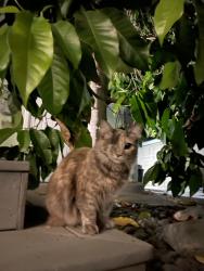 Lost Female Cat last seen Clara Barton elementary , Long Beach, CA 90807