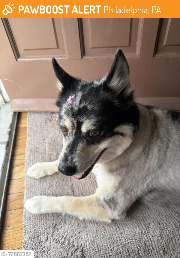 Found/Stray Female Dog last seen Acme Roosevelt blvd, Philadelphia, PA 19152