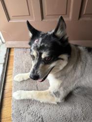 Found/Stray Female Dog last seen Acme Roosevelt blvd, Philadelphia, PA 19152