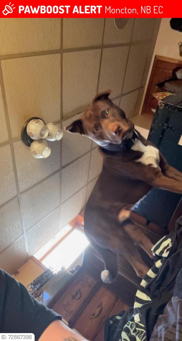 Lost Male Dog last seen Near coliseum , Moncton, NB E1C