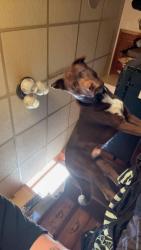 Lost Male Dog last seen Near coliseum , Moncton, NB E1C
