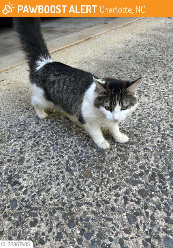 Found/Stray Female Cat last seen right by uncc, Charlotte, NC 28213