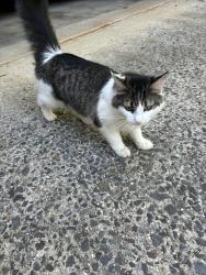 Found/Stray Female Cat last seen right by uncc, Charlotte, NC 28213