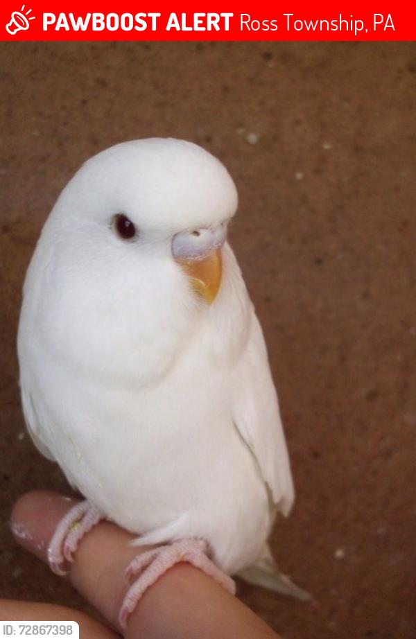 Lost Female Bird last seen Nearby where pall road meets main road. , Ross Township, PA 18621