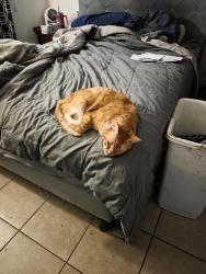Reunited Male Cat last seen Near east Gurley St, Inverness, FL 34452