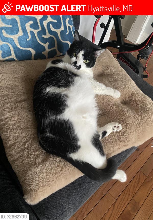 Lost Female Cat last seen Edmontonston park , Hyattsville, MD 20781