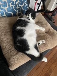 Lost Female Cat last seen Edmontonston park , Hyattsville, MD 20781