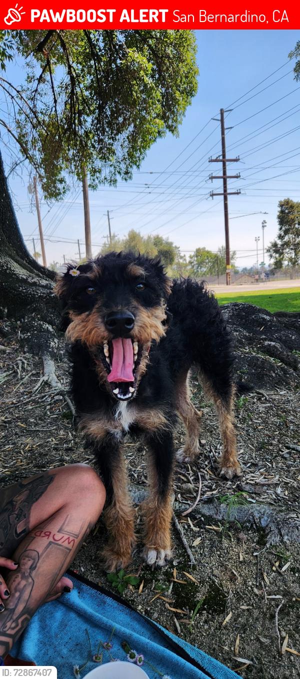 Lost Female Dog last seen Mount Vernon , San Bernardino, CA 92411