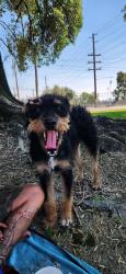 Lost Female Dog last seen Mount Vernon , San Bernardino, CA 92411