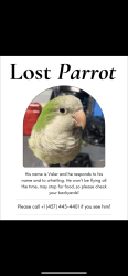 Lost Male Bird last seen McLeod rd and Caledonia st?, Niagara Falls, ON 14303