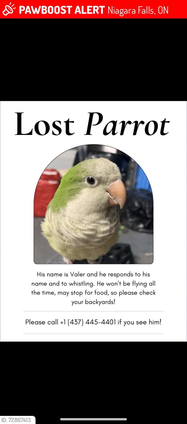 Lost Male Bird last seen McLeod rd and Caledonia st?, Niagara Falls, ON 14303