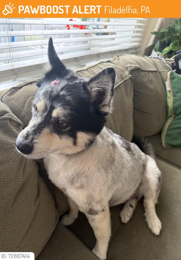 Found/Stray Female Dog last seen Blue grass rd 19152 (Philadelphia), Filadélfia, PA 19152