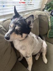 Found/Stray Female Dog last seen Blue grass rd 19152 (Philadelphia), Filadélfia, PA 19152