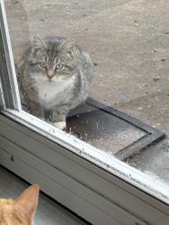 Found/Stray Unknown Cat last seen John street, Pecatonica, IL 61063
