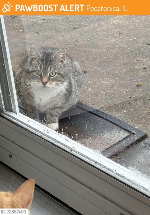 Found/Stray Unknown Cat last seen John street, Pecatonica, IL 61063