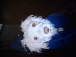 Lost Male Dog last seen Memorial park, San Diego, CA 92102
