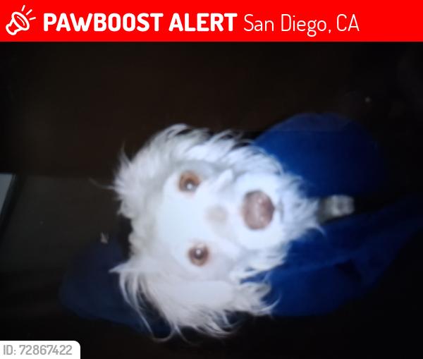Lost Male Dog last seen Memorial park, San Diego, CA 92102