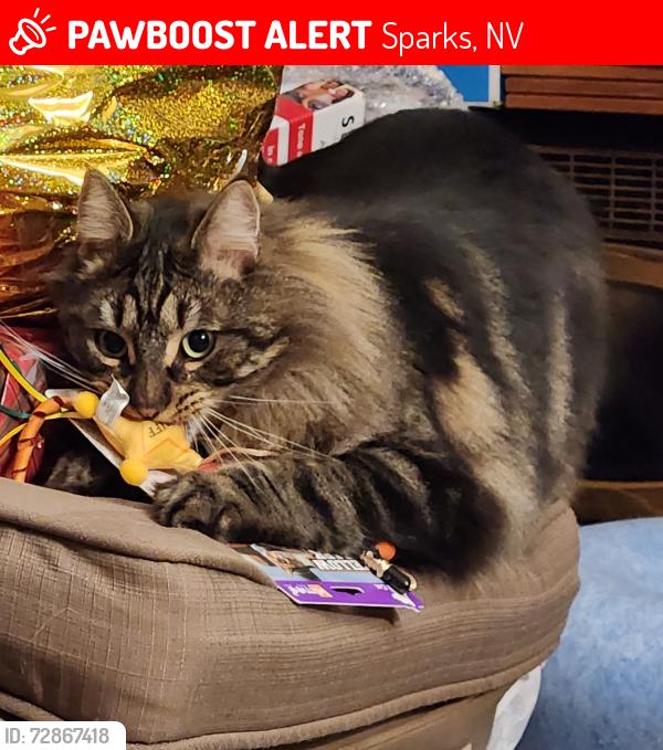 Lost Male Cat last seen Truckee Lane, Sparks, NV 89434