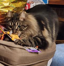 Lost Male Cat last seen Truckee Lane, Sparks, NV 89434