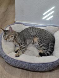 Lost Male Cat last seen Buffalo & Deer Springs, North Las Vegas, NV 89084