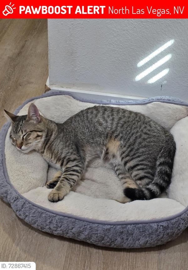 Lost Male Cat last seen Buffalo & Deer Springs, North Las Vegas, NV 89084