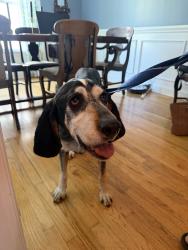 Found/Stray Female Dog last seen Westwood Ave near old Dallas road, Chattanooga, TN 37405