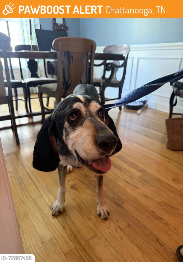 Found/Stray Female Dog last seen Westwood Ave near old Dallas road, Chattanooga, TN 37405