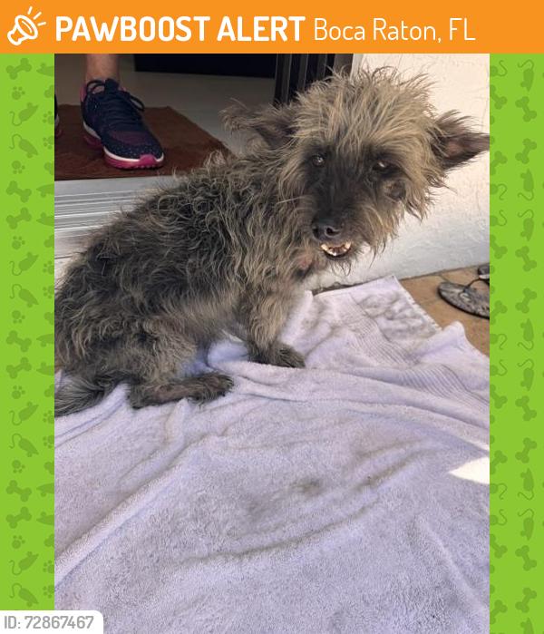 Found/Stray Unknown Dog last seen Verde Trail and Jog/powerline, Boca Raton, FL 33433