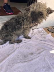 Found/Stray Unknown Dog last seen Verde Trail and Jog/powerline, Boca Raton, FL 33433