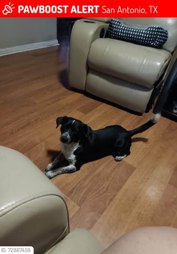Lost Male Dog last seen Valley high/moss valley, San Antonio, TX 78227