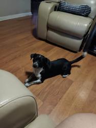 Lost Male Dog last seen Valley high/moss valley, San Antonio, TX 78227