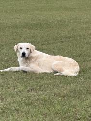 Found/Stray Male Dog last seen Hill Lane and cr  805B , Cleburne, TX 76031