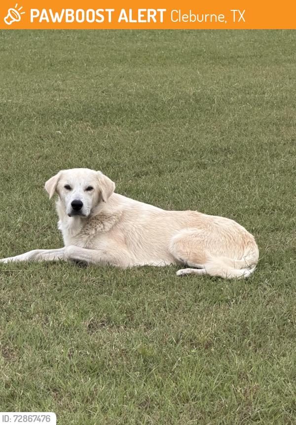 Found/Stray Male Dog last seen Hill Lane and cr  805B , Cleburne, TX 76031