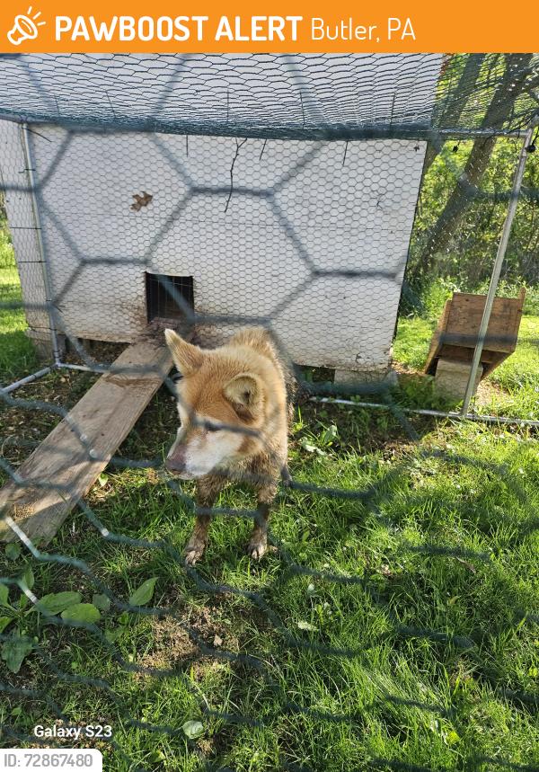 Found/Stray Unknown Dog last seen Herman pa, Butler, PA 16002